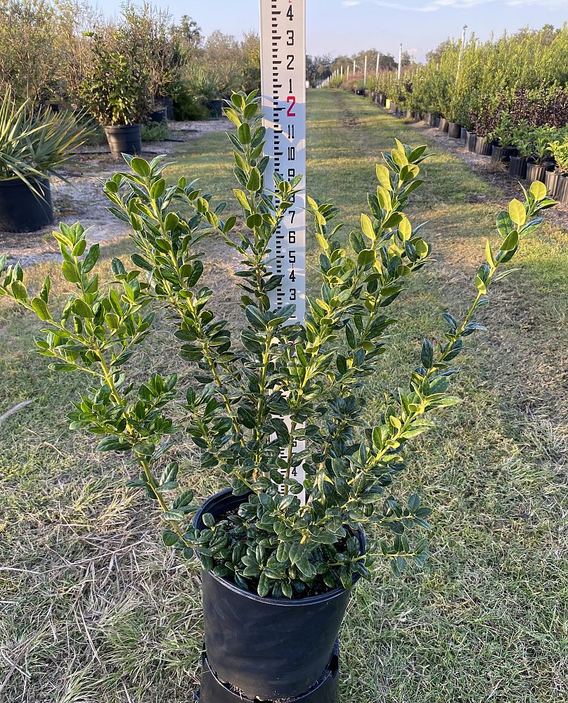 ilex-cornuta-burfordii-nana-chinese-holly-dwarf-burford-holly