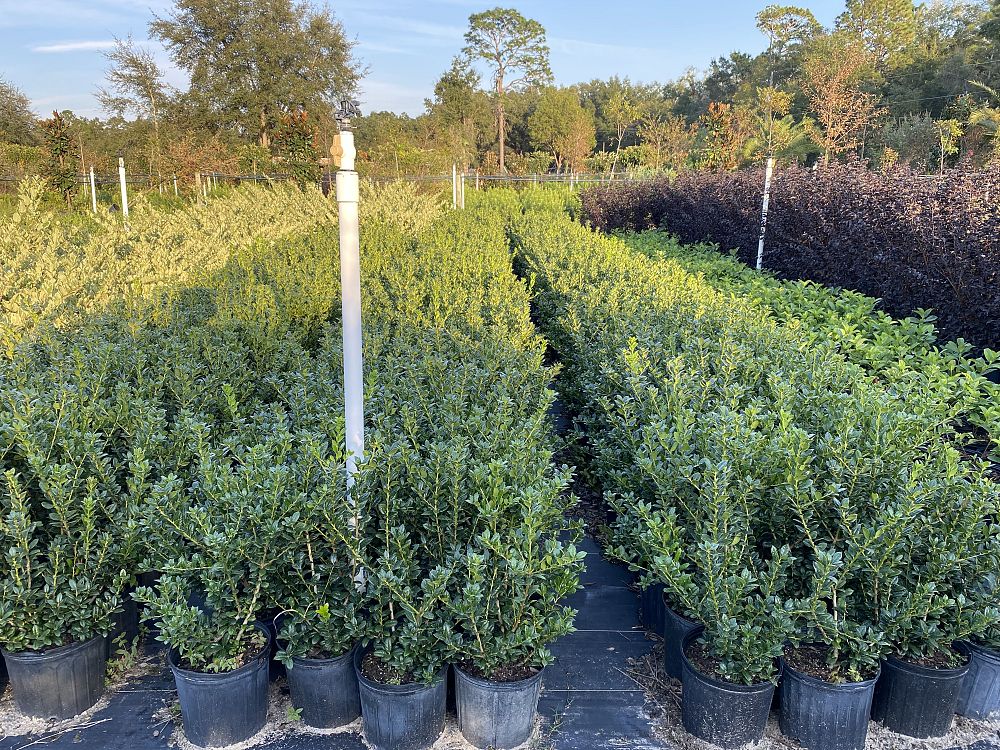 ilex-cornuta-burfordii-nana-chinese-holly-dwarf-burford-holly