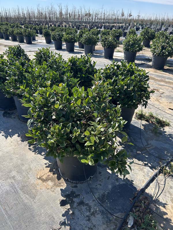 ilex-cornuta-burfordii-nana-chinese-holly-dwarf-burford-holly