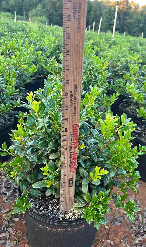 ilex-cornuta-burfordii-nana-chinese-holly-dwarf-burford-holly