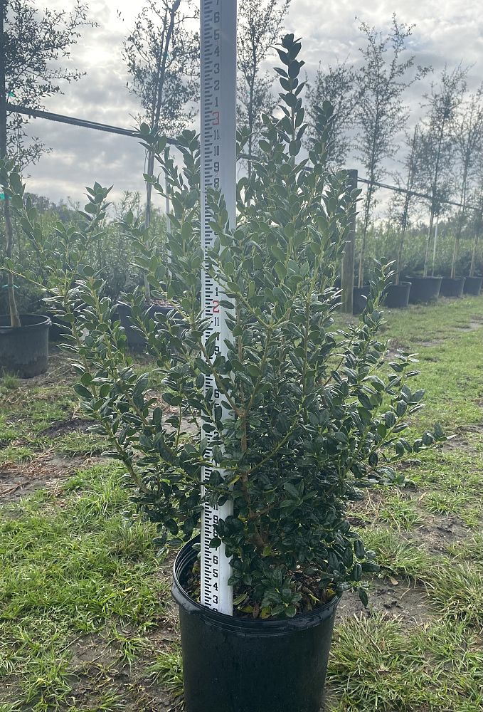 ilex-cornuta-burfordii-nana-chinese-holly-dwarf-burford-holly