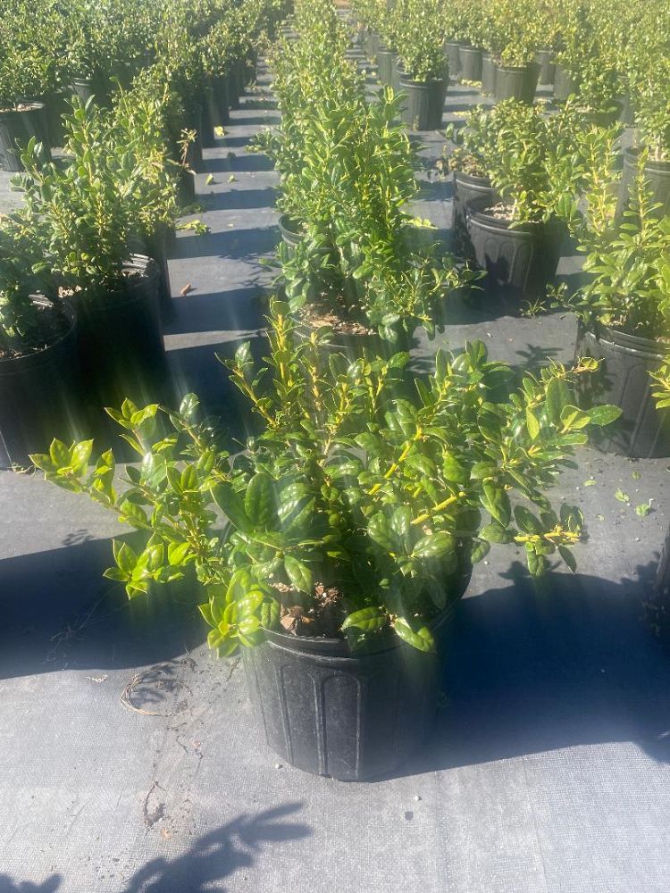 ilex-cornuta-burfordii-nana-chinese-holly-dwarf-burford-holly