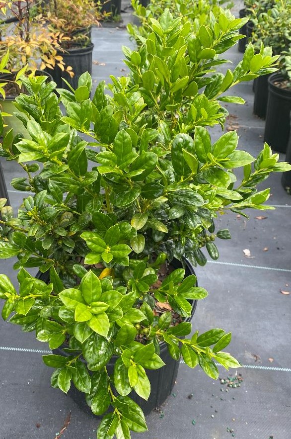ilex-cornuta-burfordii-nana-chinese-holly-dwarf-burford-holly