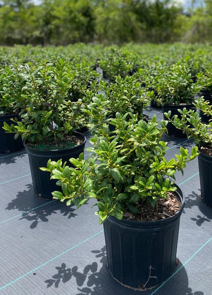 ilex-cornuta-burfordii-nana-chinese-holly-dwarf-burford-holly