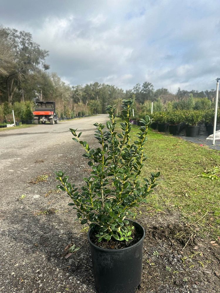 ilex-cornuta-burfordii-nana-chinese-holly-dwarf-burford-holly