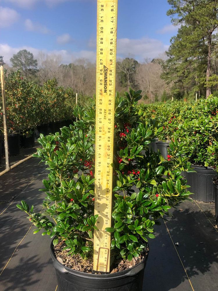 ilex-cornuta-burfordii-nana-chinese-holly-dwarf-burford-holly