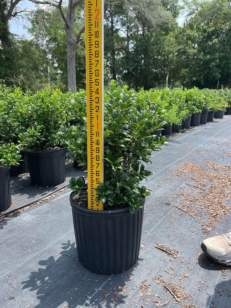 ilex-cornuta-burfordii-nana-chinese-holly-dwarf-burford-holly