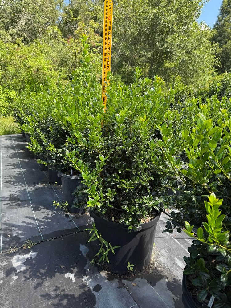 ilex-cornuta-burfordii-nana-chinese-holly-dwarf-burford-holly