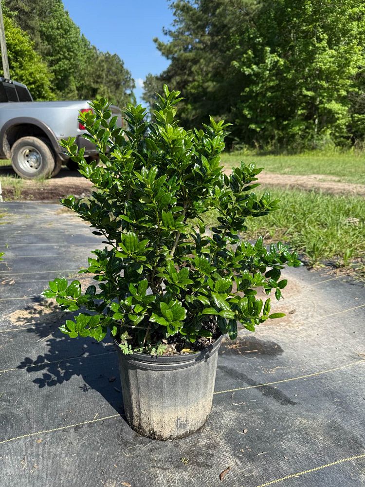 ilex-cornuta-burfordii-nana-chinese-holly-dwarf-burford-holly