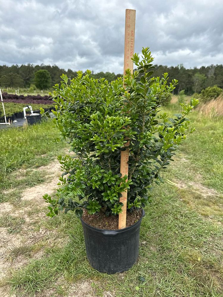 ilex-cornuta-burfordii-nana-chinese-holly-dwarf-burford-holly