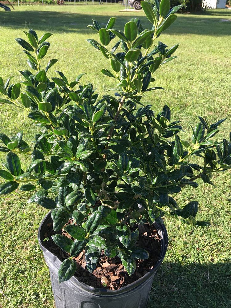 ilex-cornuta-burfordii-nana-chinese-holly-dwarf-burford-holly