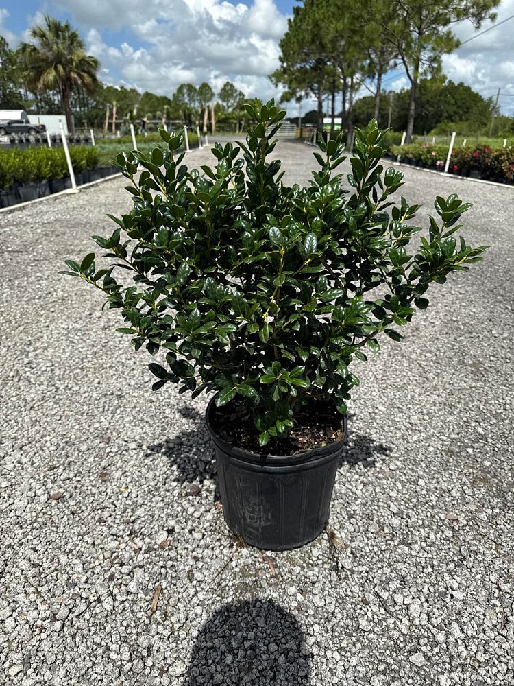 ilex-cornuta-burfordii-nana-chinese-holly-dwarf-burford-holly