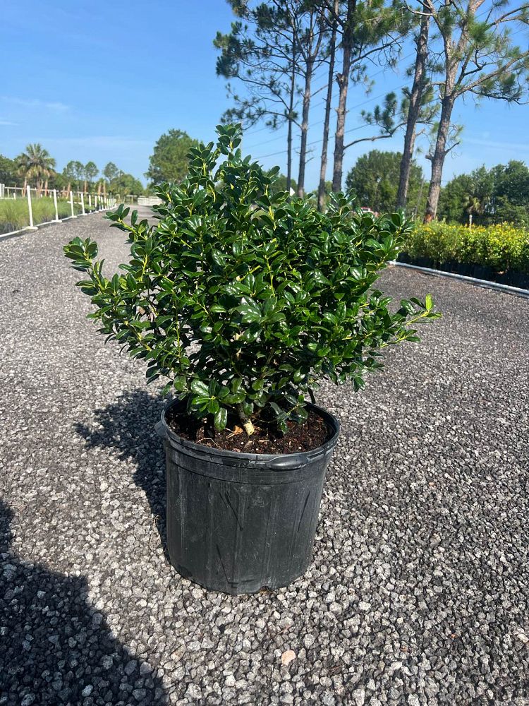 ilex-cornuta-burfordii-nana-chinese-holly-dwarf-burford-holly