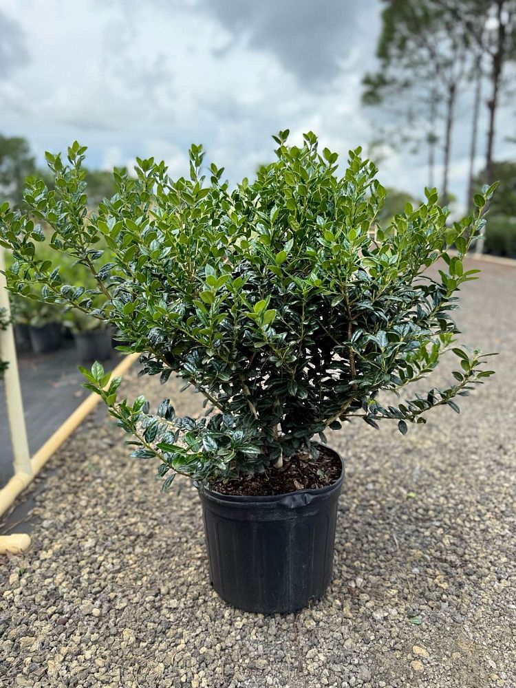 ilex-cornuta-burfordii-nana-chinese-holly-dwarf-burford-holly