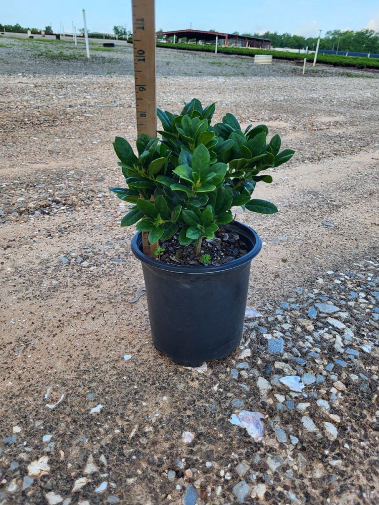 ilex-cornuta-burfordii-nana-chinese-holly-dwarf-burford-holly