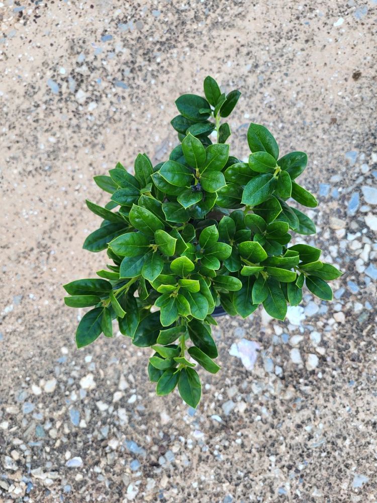 ilex-cornuta-burfordii-nana-chinese-holly-dwarf-burford-holly