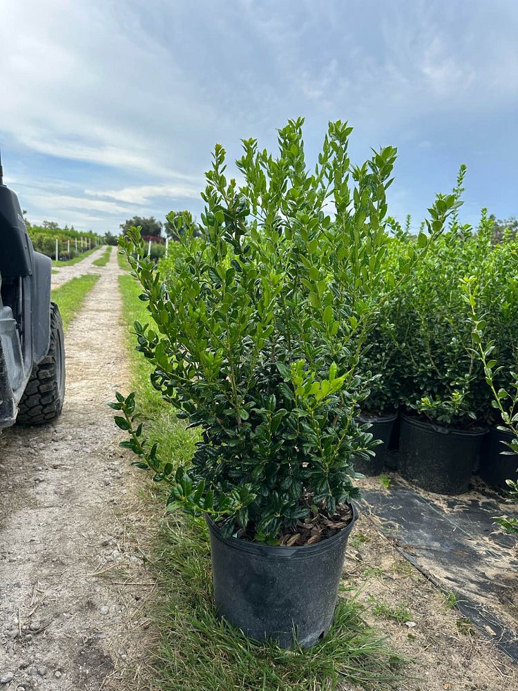 ilex-cornuta-burfordii-nana-chinese-holly-dwarf-burford-holly