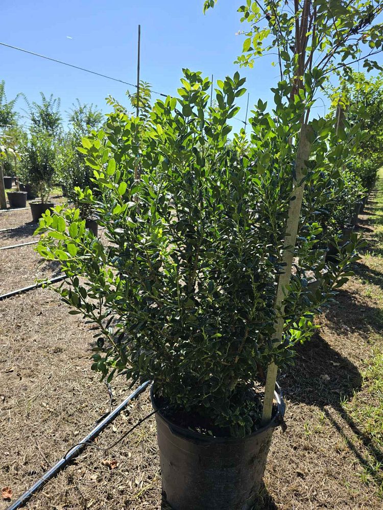 ilex-cornuta-burfordii-nana-chinese-holly-dwarf-burford-holly