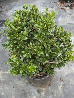 ilex-cornuta-burfordii-nana-chinese-holly-dwarf-burford-holly