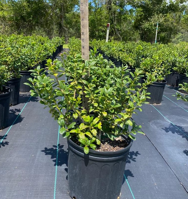 ilex-cornuta-burfordii-nana-chinese-holly-dwarf-burford-holly