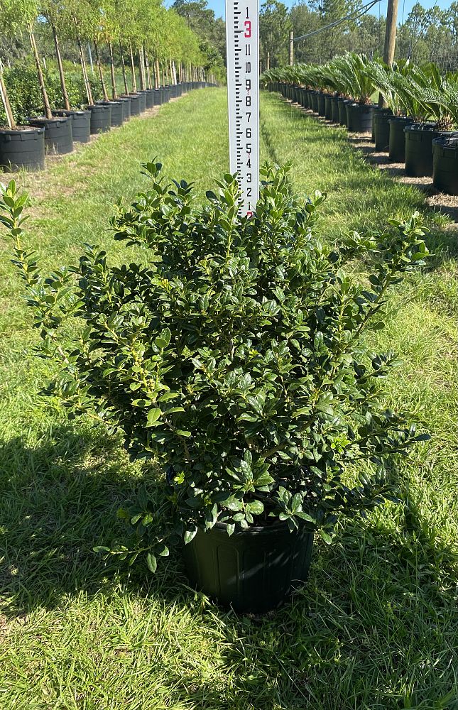 ilex-cornuta-burfordii-nana-chinese-holly-dwarf-burford-holly