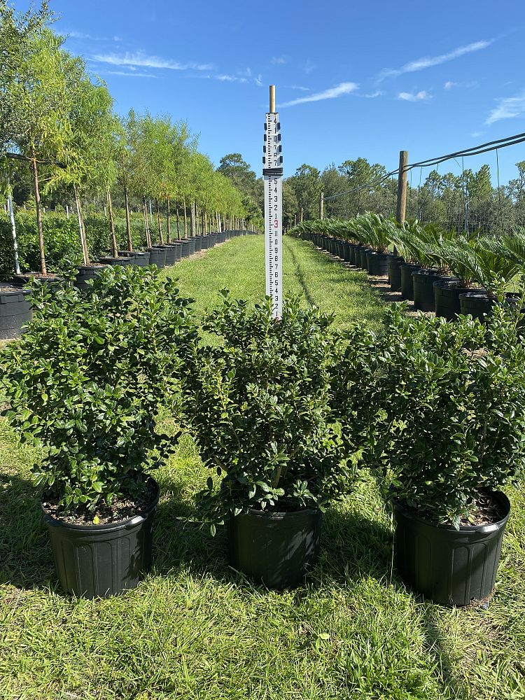 ilex-cornuta-burfordii-nana-chinese-holly-dwarf-burford-holly