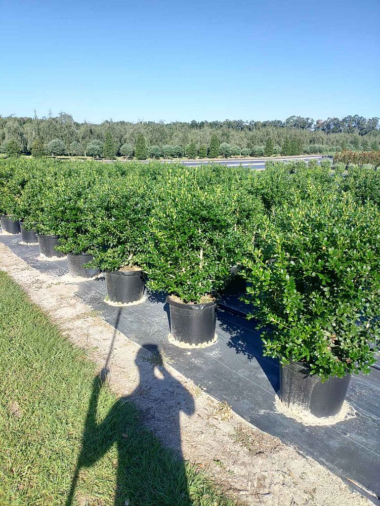 ilex-cornuta-burfordii-nana-chinese-holly-dwarf-burford-holly