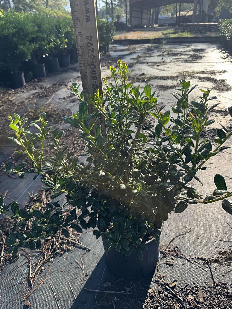 ilex-cornuta-burfordii-nana-chinese-holly-dwarf-burford-holly