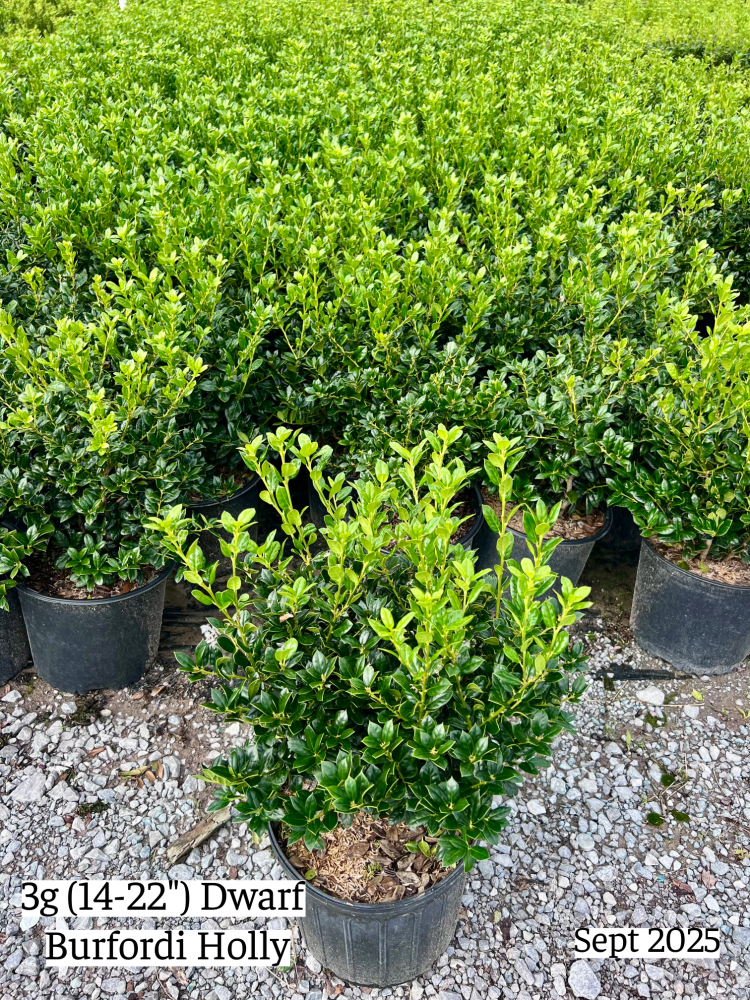 ilex-cornuta-burfordii-nana-chinese-holly-dwarf-burford-holly