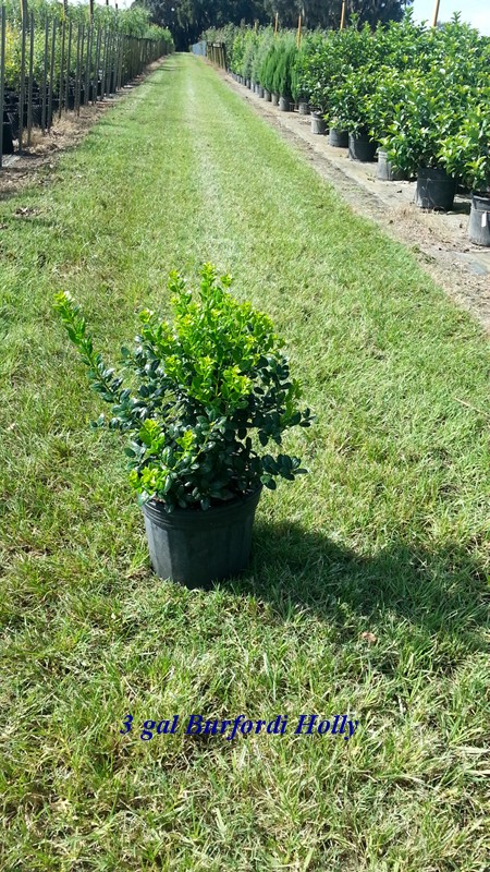 ilex-cornuta-burfordii-topiary-sphere-globe-chinese-holly-horned-holly-burford-holly
