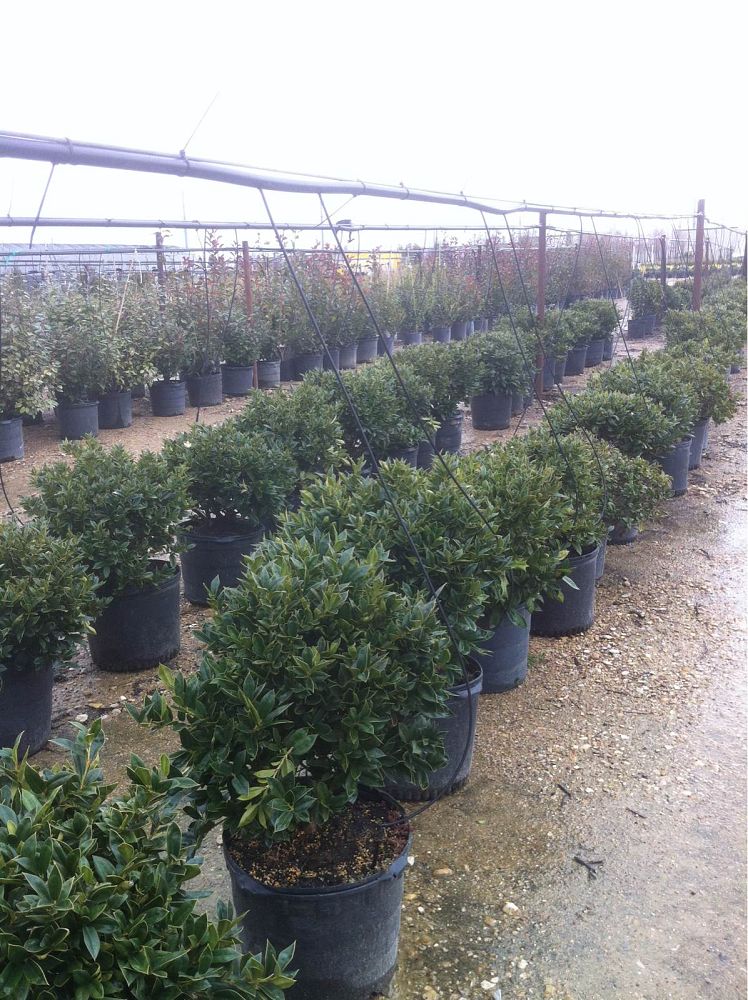 ilex-cornuta-carissa-chinese-holly-horned-holly