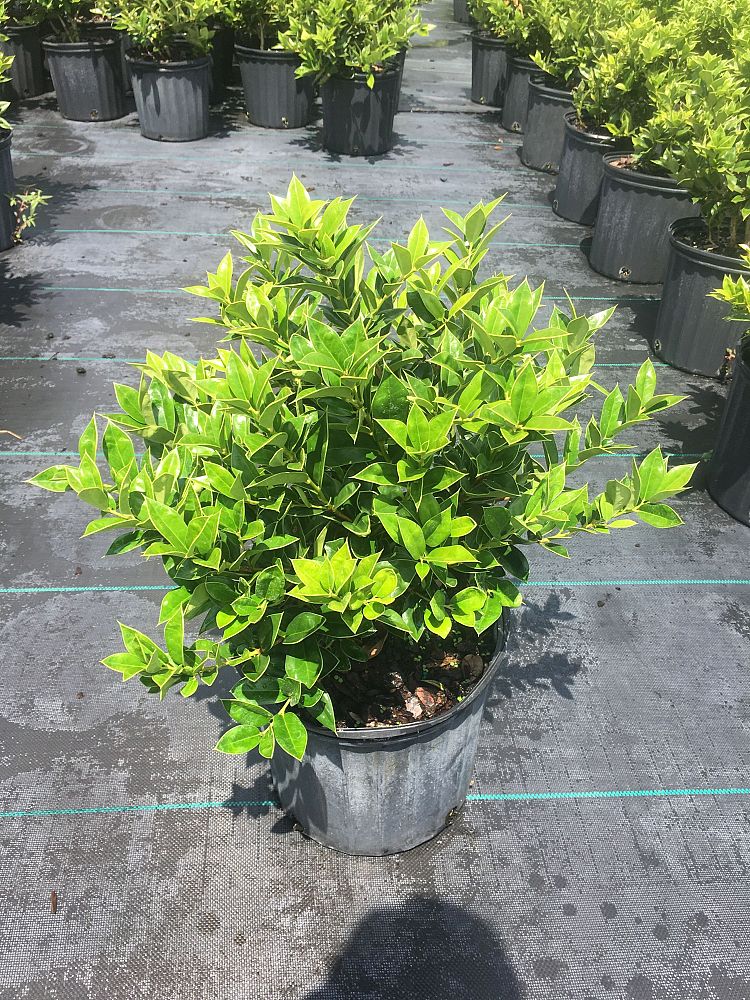 ilex-cornuta-carissa-chinese-holly-horned-holly
