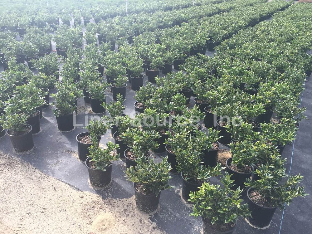 ilex-cornuta-carissa-chinese-holly-horned-holly