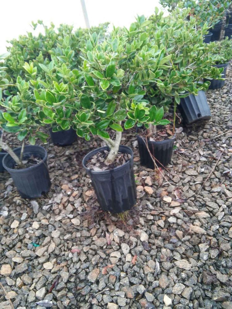 ilex-cornuta-carissa-chinese-holly-horned-holly