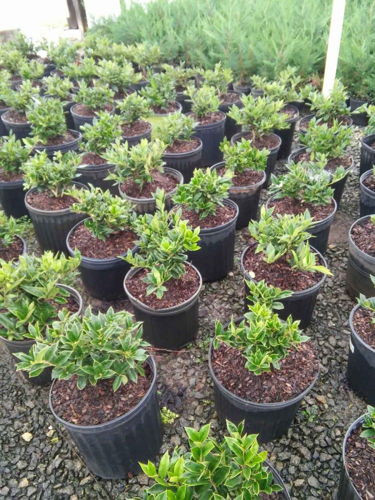 ilex-cornuta-carissa-chinese-holly-horned-holly