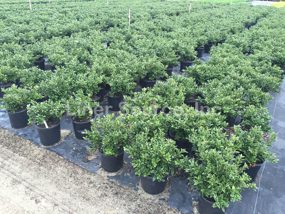 ilex-cornuta-carissa-chinese-holly-horned-holly