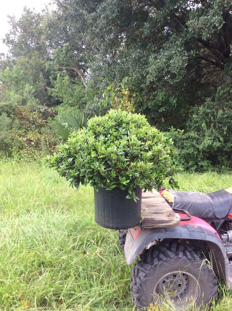ilex-cornuta-carissa-chinese-holly-horned-holly