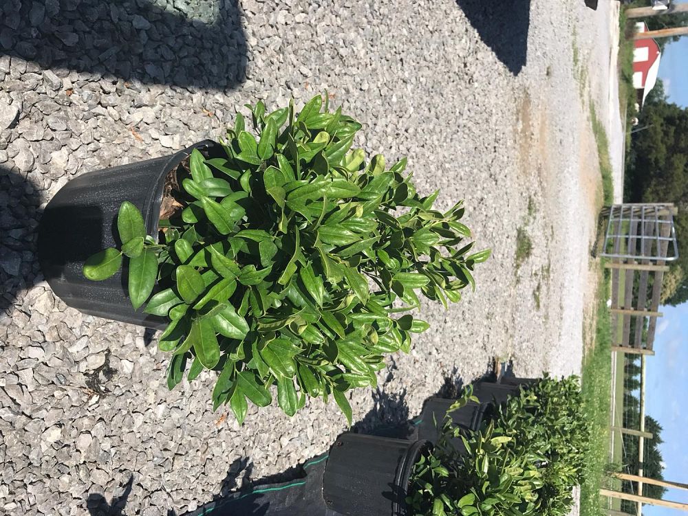 ilex-cornuta-carissa-chinese-holly-horned-holly