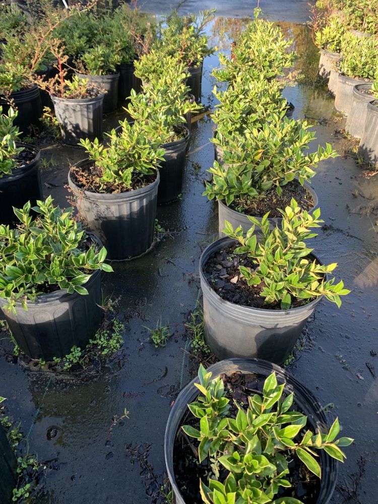 ilex-cornuta-carissa-chinese-holly-horned-holly