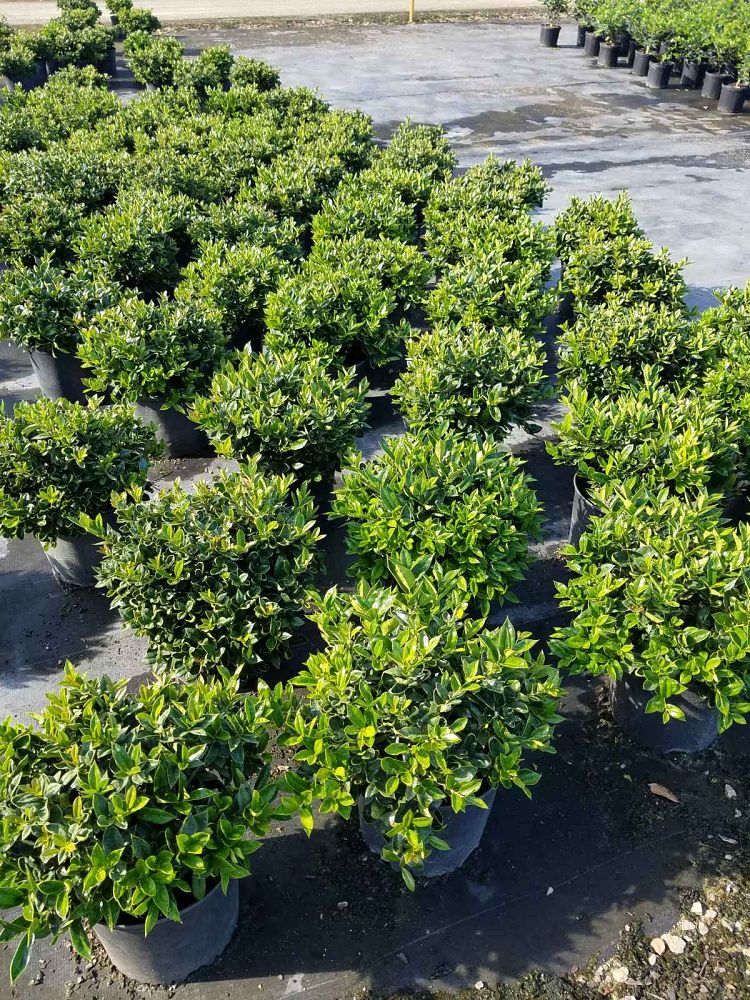ilex-cornuta-carissa-chinese-holly-horned-holly