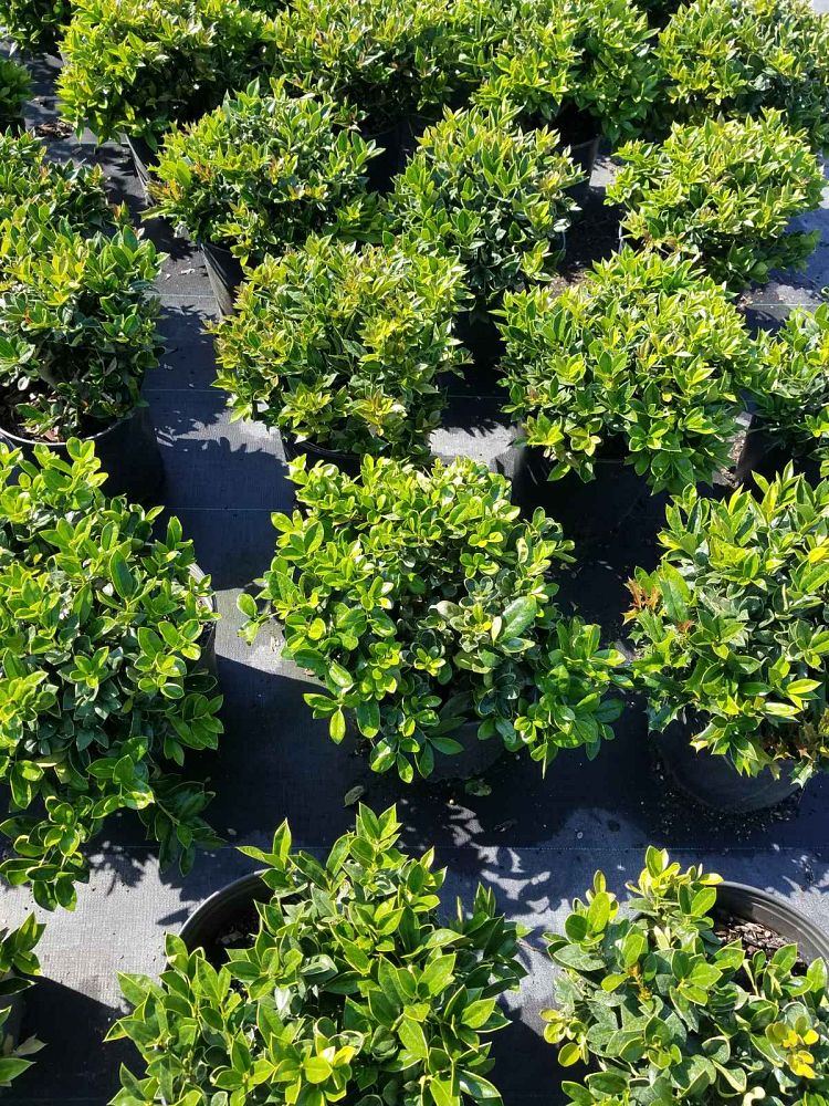 ilex-cornuta-carissa-chinese-holly-horned-holly