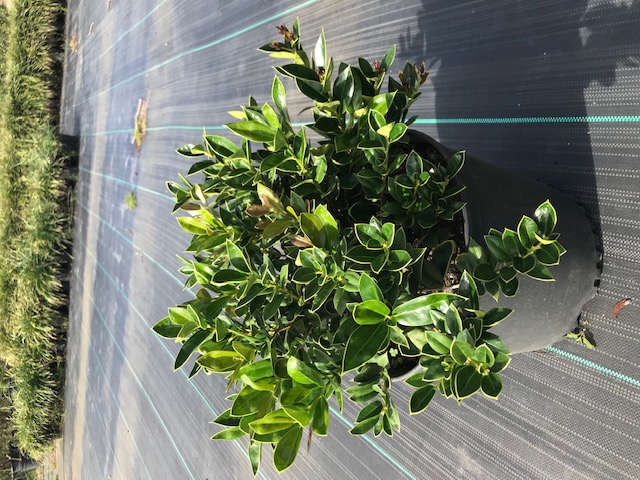 ilex-cornuta-carissa-chinese-holly-horned-holly