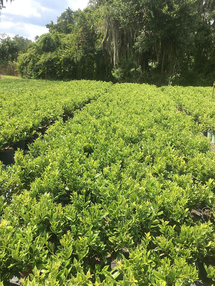 ilex-cornuta-carissa-chinese-holly-horned-holly