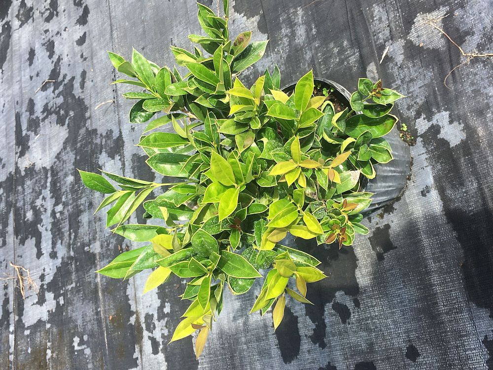 ilex-cornuta-carissa-chinese-holly-horned-holly