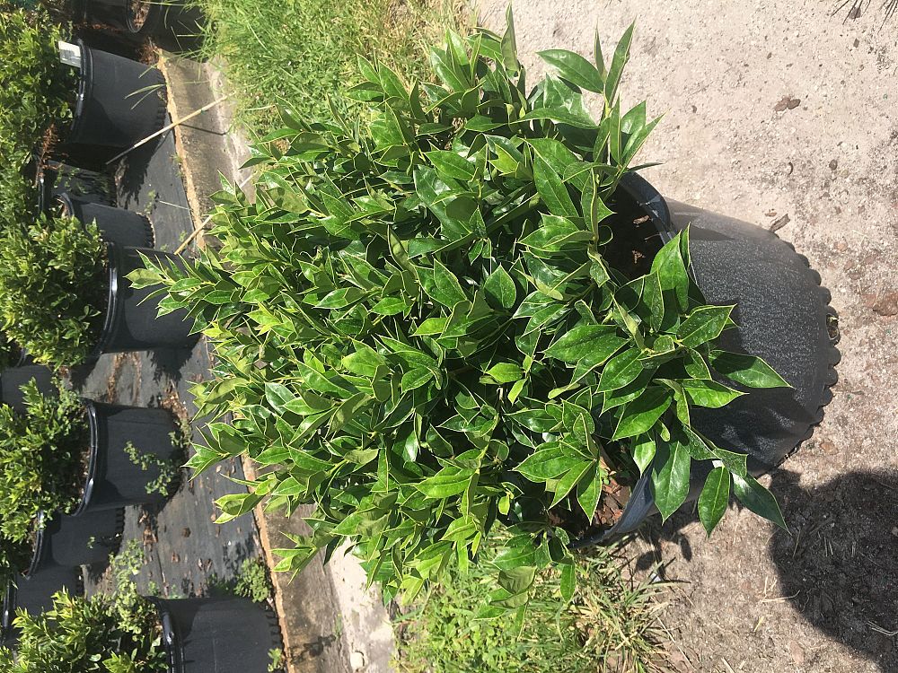 ilex-cornuta-carissa-chinese-holly-horned-holly