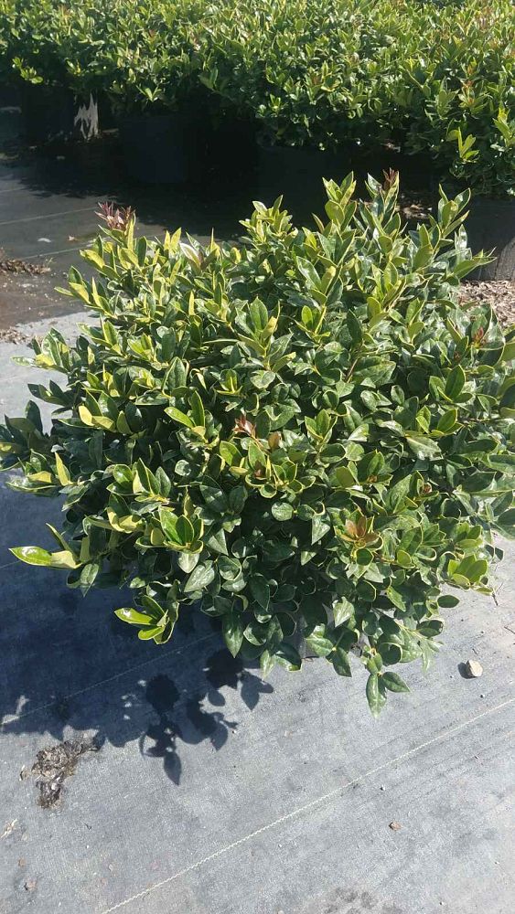 ilex-cornuta-carissa-chinese-holly-horned-holly