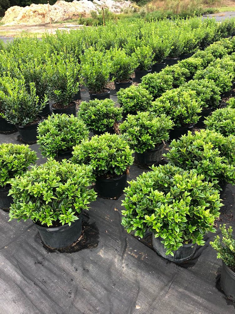 ilex-cornuta-carissa-chinese-holly-horned-holly