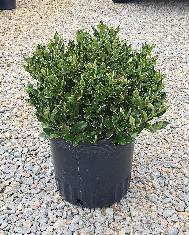 ilex-cornuta-carissa-chinese-holly-horned-holly