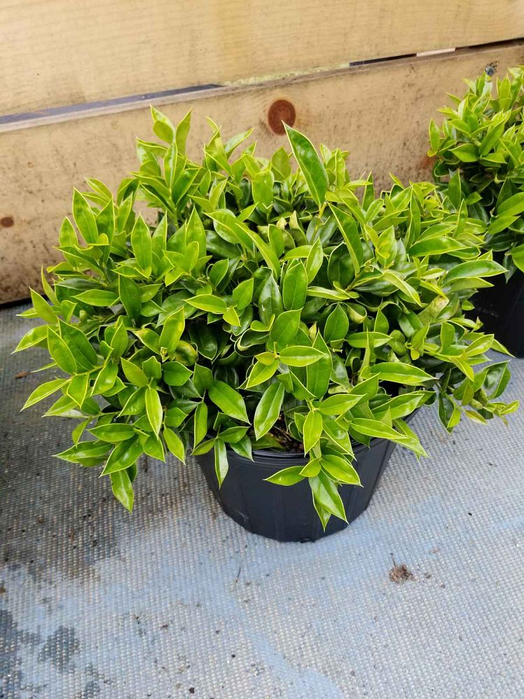 ilex-cornuta-carissa-chinese-holly-horned-holly