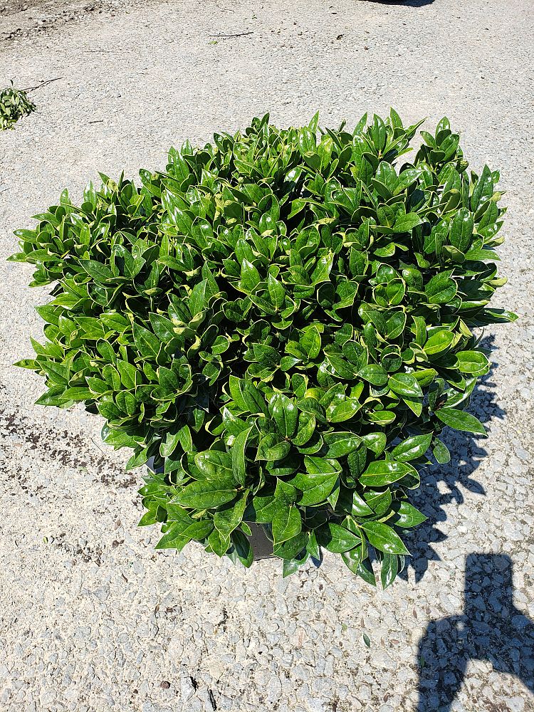 ilex-cornuta-carissa-chinese-holly-horned-holly